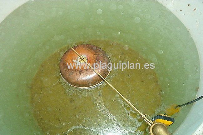 Limpieza, desinfección de depósitos y aljibes de agua (2)