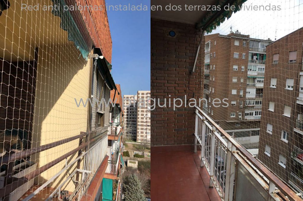 Problema de palomas terraza o balcón de vivienda