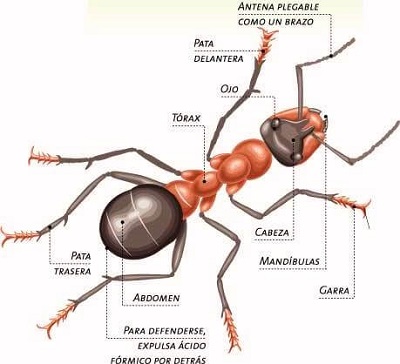 Eliminar problema de hormigas en