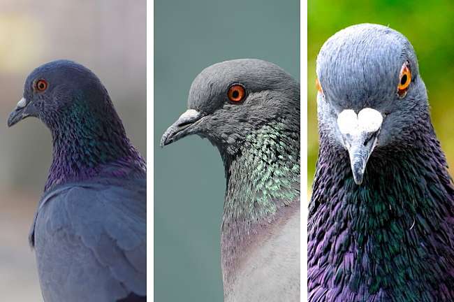 control y eliminación de palomas