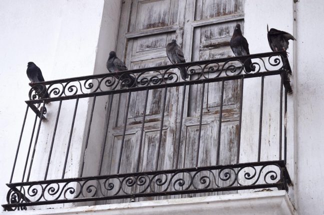 Plaga de palomas en edificios de Madrid