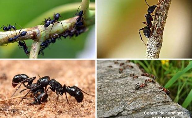 eliminar hormigas del jardin