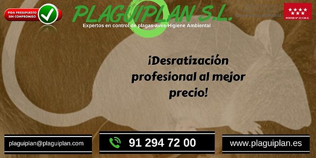 ¿Cómo matar ratas y exterminar una plaga de roedores? - Plaguiplan