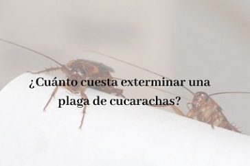 Cuánto cuesta exterminar una plaga de cucarachas