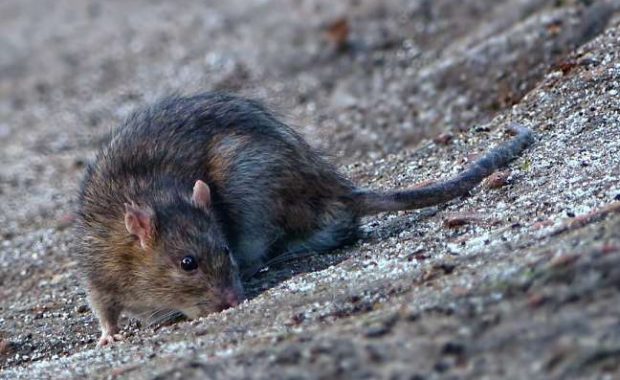Cómo-matar-ratas-y-exterminar-una-plaga-de-roedores