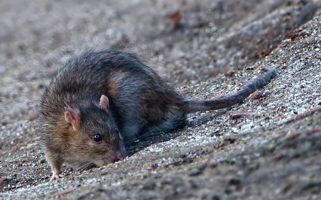 Cómo-matar-ratas-y-exterminar-una-plaga-de-roedores