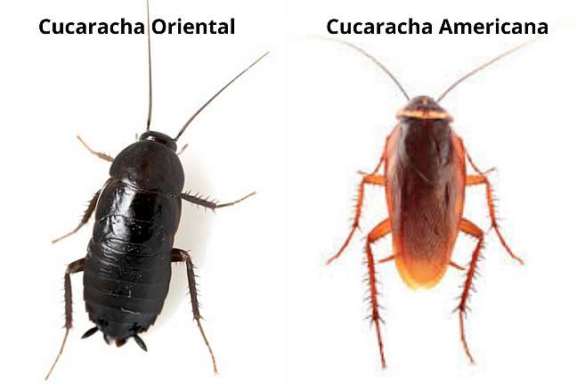 Diferencia-entre-cucaracha-oriental- y-cucaracha-americana