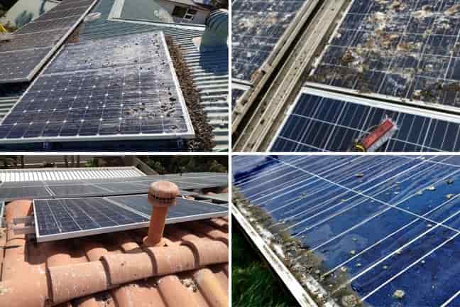 protección-contra-aves-en-paneles-solares