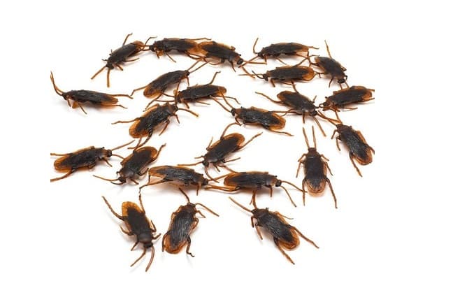 Qué-hacer-ante-infestación-cucarachas