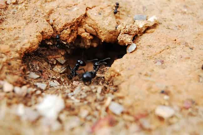 Dónde se esconden las hormigas en tu casa