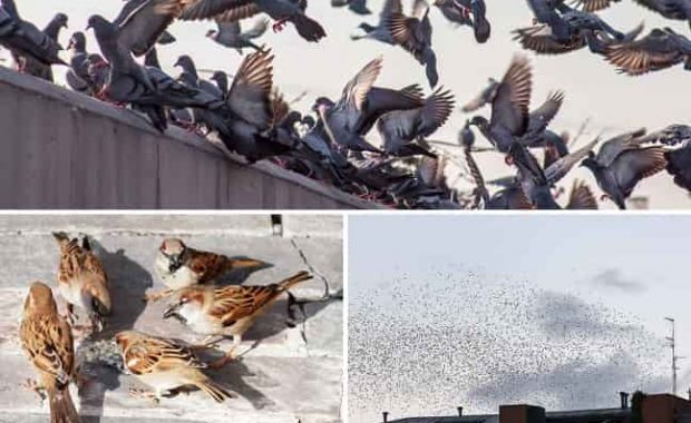 aves-plaga-causan-daños-transmiten enfermedades
