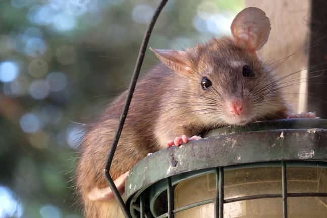 Consejos-útiles-sobre-ratas-noruegas