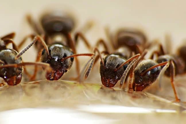 Plaga-hormigas-Inspección-control-tratamiento