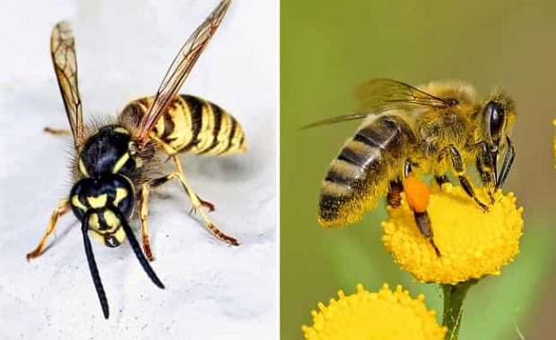 diferencias entre avispas y abejas