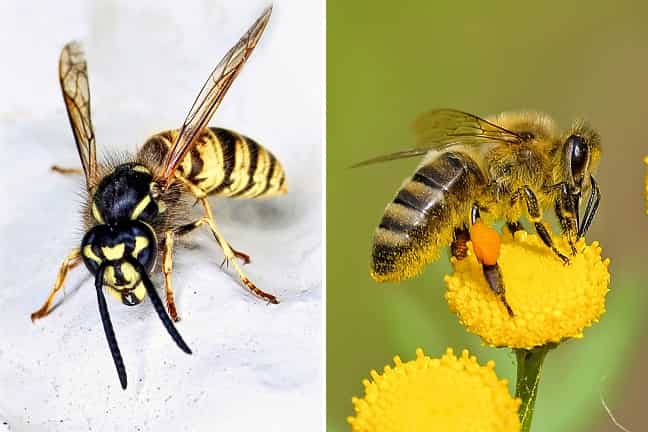 diferencias entre avispas y abejas