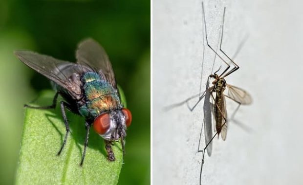 Control de plagas de moscas y mosquitos