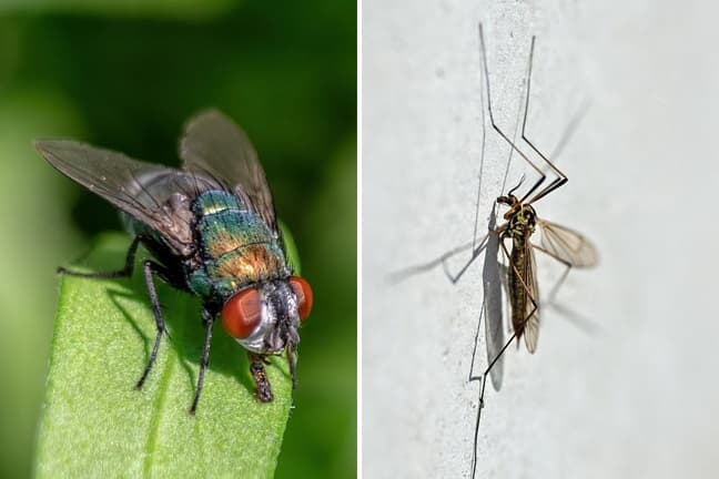 Control de plagas de moscas y mosquitos
