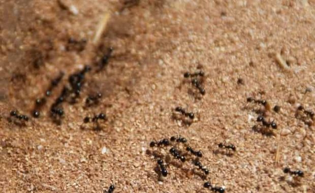 control de hormigas en jardín