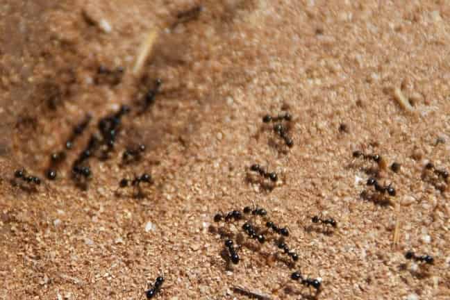 control de hormigas en jardín