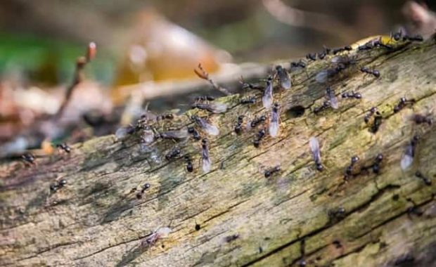 hormigas voladoras con alas en jardín