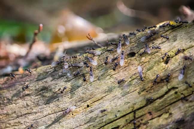 hormigas voladoras con alas en jardín