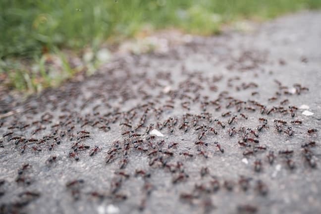 Cómo acabar con las hormigas en verano