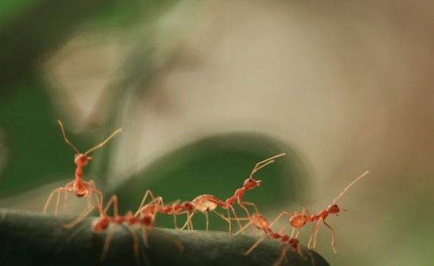cuantas-hormigas-viven-en-la-tierra