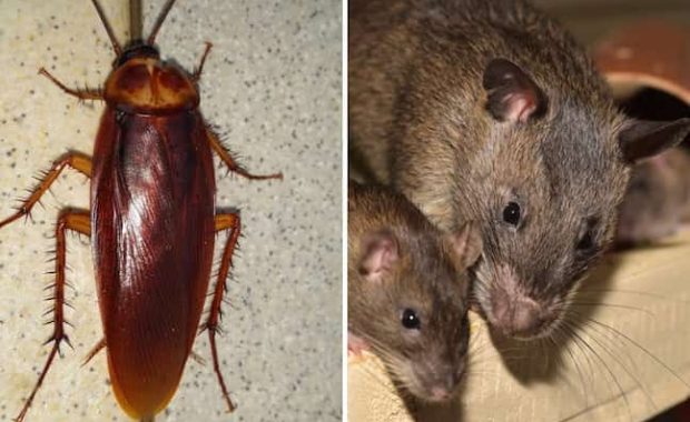 cucarachas-ratas-plaga-mas-comun