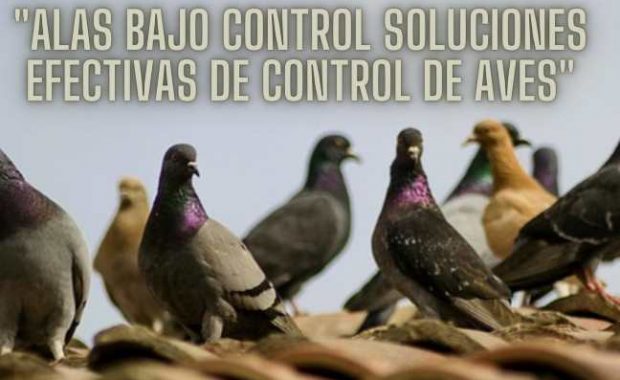 soluciones-efectivas-de-control-de-aves