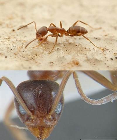 Eliminar problema de hormigas en casa