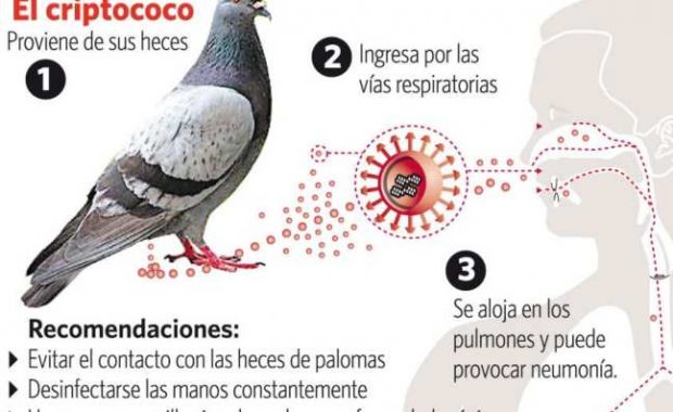 peligros-de-enfermedades-producidas-por-las-palomas