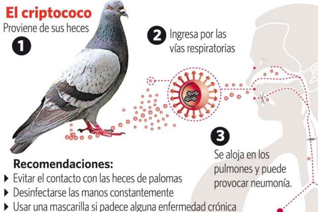 peligros-de-enfermedades-producidas-por-las-palomas