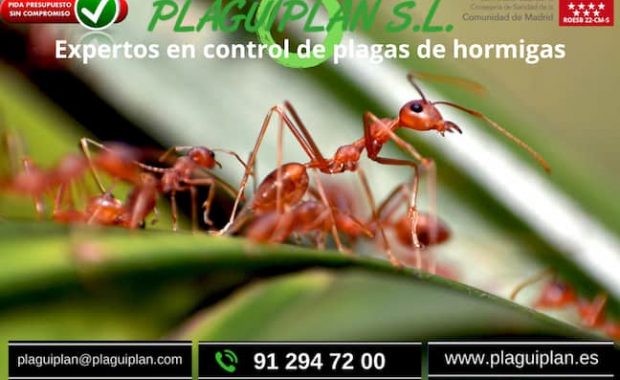 presupuesto-contra-hormigas