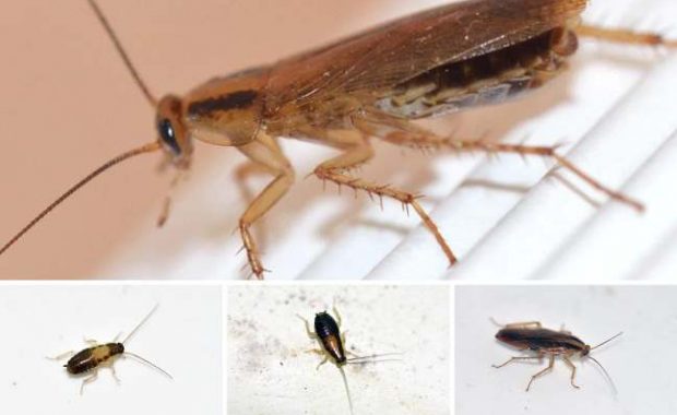 terminar-con-las-cucarachas-alemanas