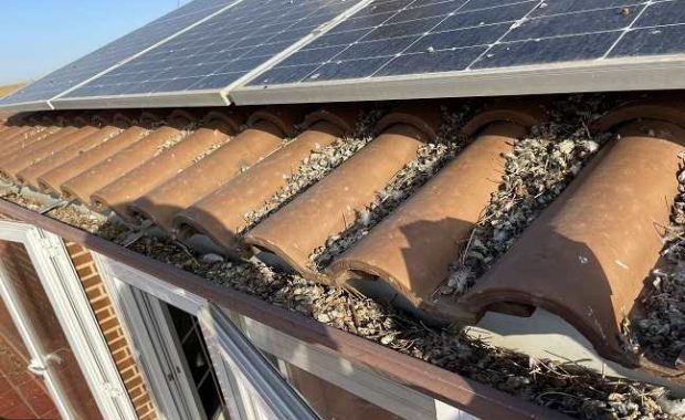 palomas-bajo-las-placas-fotovoltaicas