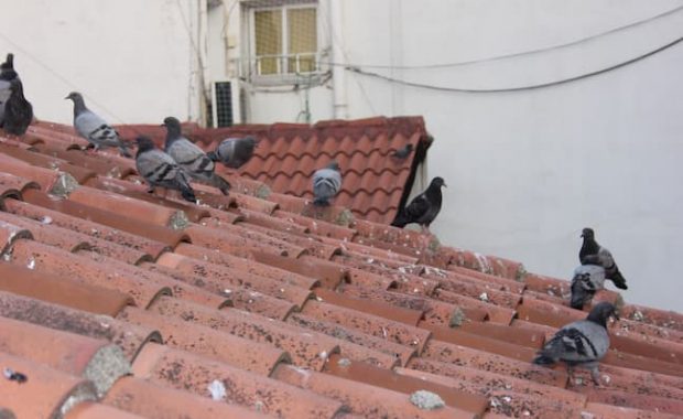 ruidos-de-aves-en-el-tejado