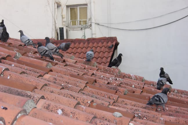 ruidos-de-aves-en-el-tejado