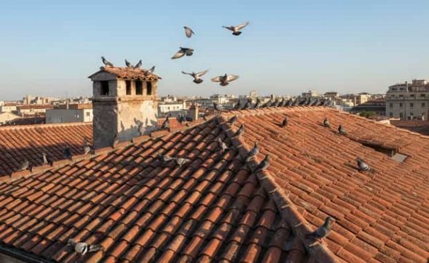 control-de-palomas-eficaz-y-económico