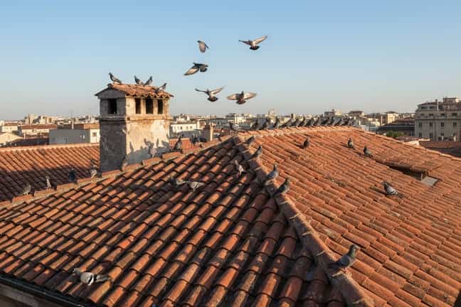 control-de-palomas-eficaz-y-económico